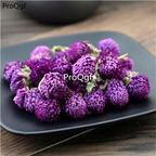 19usd Prodgf 500Gram A Set Gomphrena globosa