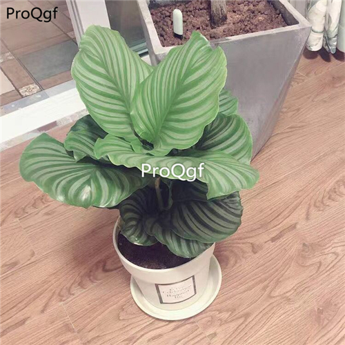 39usd Prodgf 3Pcs Calathea pinguo big leaf Philodendron plant