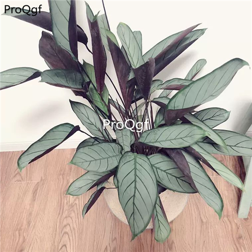 39usd Prodgf 3Pcs Calathea lao fei lv Philodendron plant