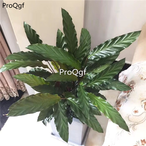39usd Prodgf 3Pcs Calathea bolang wave Philodendron plant