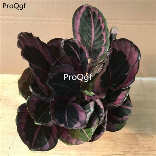 39usd Prodgf 3Pcs Calathea pretty red Philodendron plant