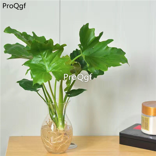 39usd Prodgf 3Pcs Calathea chunyu Philodendron plant