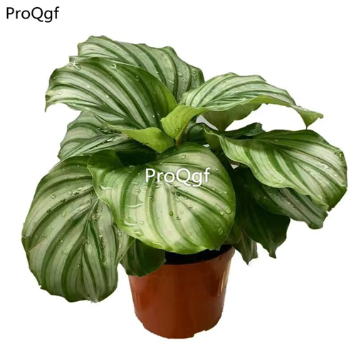 39usd Prodgf 3Pcs Calathea green apple Philodendron plant