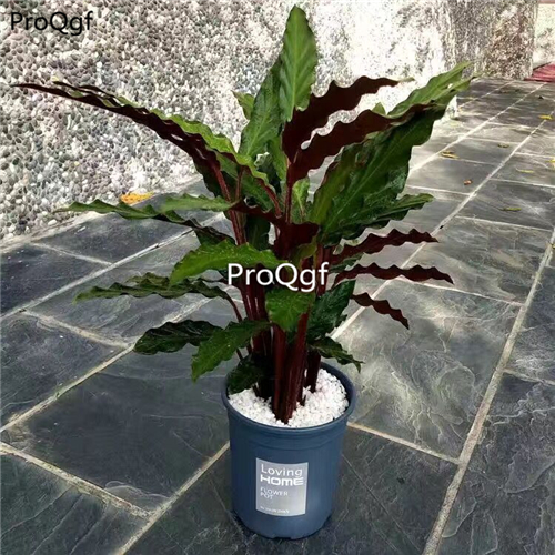 39usd Prodgf 3Pcs Calathea big wave Philodendron plant
