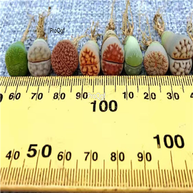 20usd Prodgf 100Pcs A Set 0.5-1cm random species Living Stones Mesembs Plant