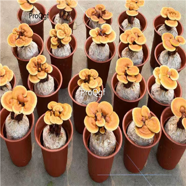 18usd Prodgf 3Pcs A Set Ganoderma Lucidum Plant