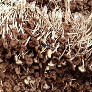 12usd Prodgf 500Gram A Set Agrocybe Aegerita Yanagimatsutake