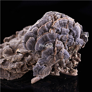 12usd Prodgf 500Gram A Set Coriolus Versicolor Mushroom Trametes