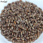 19usd Prodgf 300Gram A Set Secale cereale