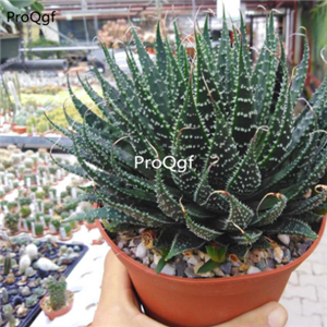 Prodgf 3pcs aloe aristata plant 39usd free shipping all country
