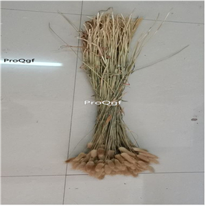 5usd Ngryise 50Pcs A Set dry decoration bunny tail grass 60-70cm length