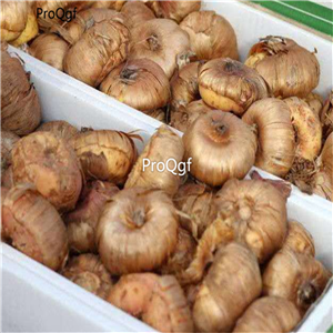 10usd Prodgf 50pcs Gladiolus flower bulbs home