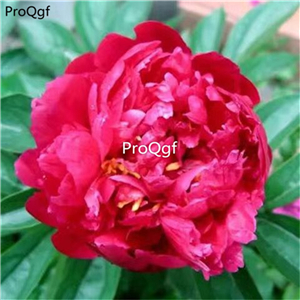 18usd Prodgf 10Pcs A Set Paeonia lactiflora bulb