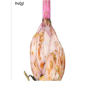 19usd Ngryise 30Pcs A Set leopard style lily flower bulb
