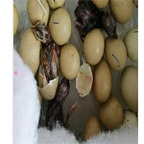 39usd prodgf 3Pcs A Set gamecock egg