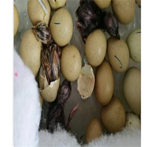 39usd prodgf 3Pcs A Set gamecock egg