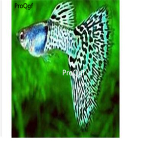 99usd prodgf 50Pcs A Set Poecilia reticulata Fish Egg