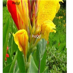 39usd Prodgf 5Pcs yellow Canna glauca Flower Bulb