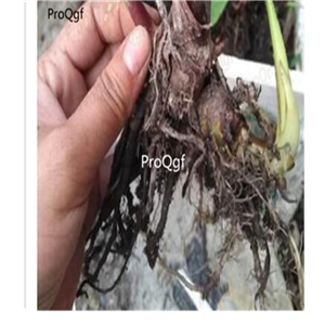 39usd Prodgf 5Pcs yellow Canna glauca Flower Bulb