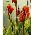 39usd Prodgf 5Pcs red Canna glauca Flower Bulb