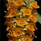 69usd Prodgf 50Pcs A Set dendrobium densiflorum seed