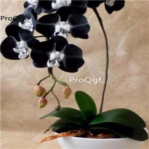 69usd Prodgf 50Pcs A Set black orchid seed