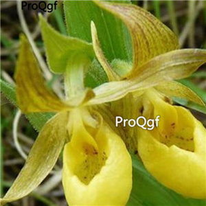 69usd Prodgf 50Pcs A Set yellow slipper orchid seed