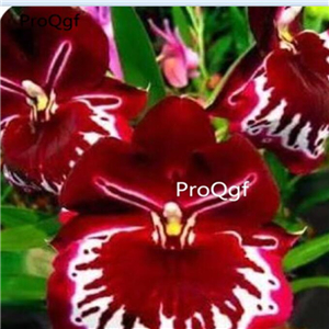 69usd Prodgf 50Pcs A Set gina rare red orchid seed