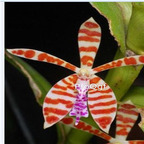 69usd Prodgf 50Pcs A Set earwig orchid seed