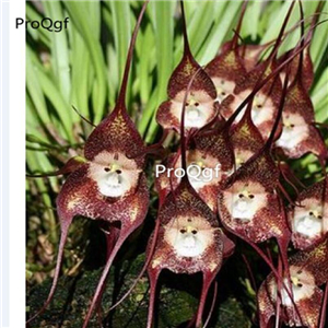 69usd Prodgf 50Pcs A Set dracula simia racha seed