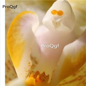 69usd Prodgf 50Pcs A Set ghost orchid seed