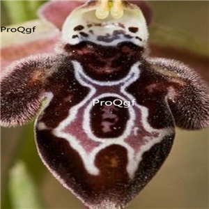 69usd Prodgf 50Pcs A Set ophrys ariadnae orchid seed
