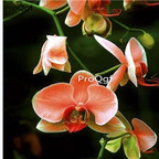 69usd Prodgf 50Pcs A Set orange orchid seed