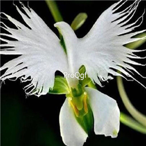 69usd Prodgf 50Pcs A Set japanese egret orchid seed
