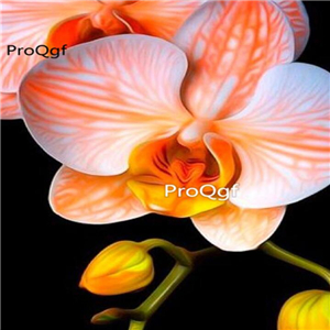 69usd Prodgf 50Pcs A Set champagne rare orchid seed