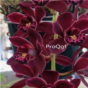 69usd Prodgf 50Pcs A Set dark red cymbidium orchid seed
