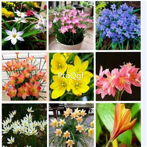 39usd prodgf 30pcs Zephyranthes grandiflora flower root