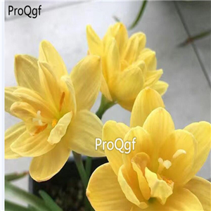 39usd prodgf 30pcs gold  color Zephyranthes grandiflora flower root