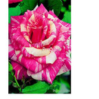 19usd Prodgf 3000pcs  Tiger Sriped Rose seed