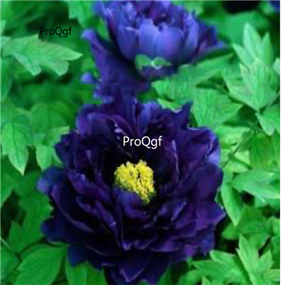 39usd Prodgf 2000Pcs A Set dark devil blue Paeonia peony flower seed