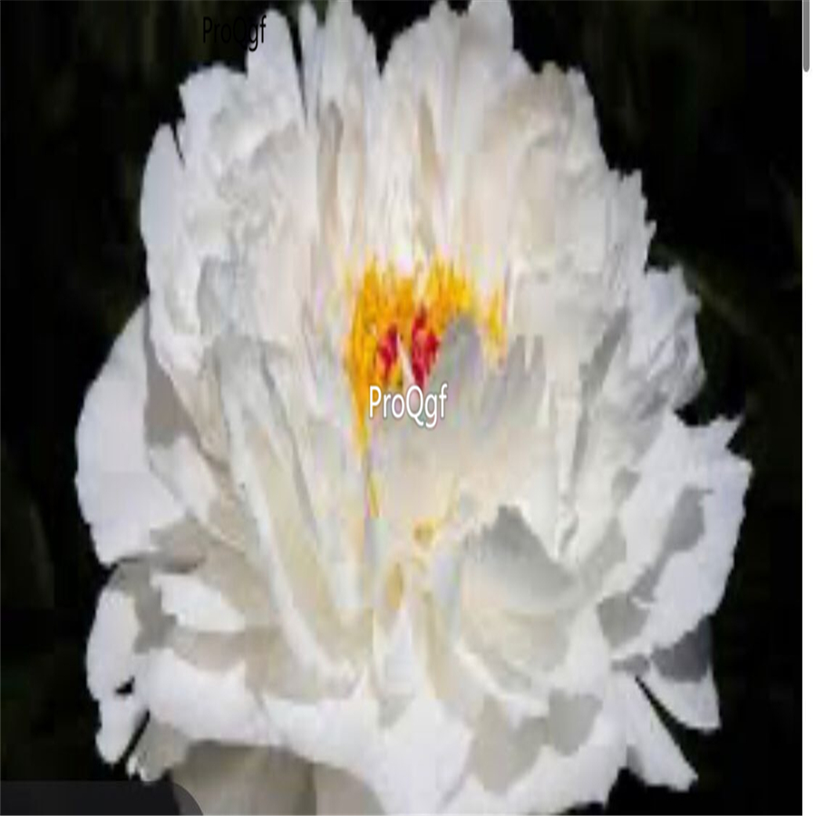 39usd Prodgf 2000Pcs A Set pure white Paeonia peony flower seed