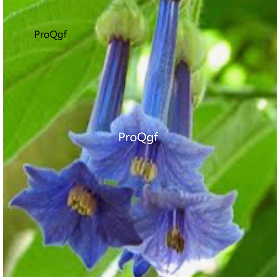 39usd Prodgf 8000Pcs A Set blue mandala flower seed