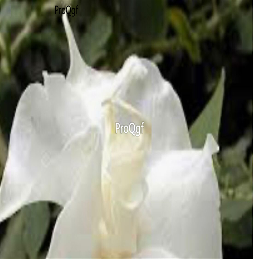 39usd Prodgf 8000Pcs A Set pure white mandala flower seed