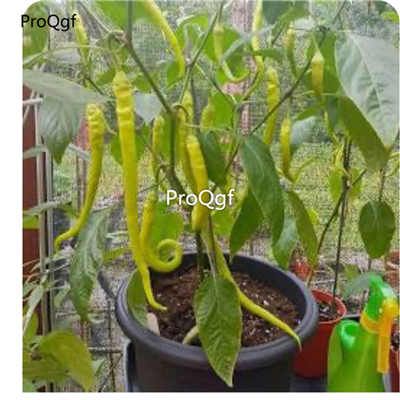 39usd Prodgf 9000Pcs A Set corbaci pepper vegetable seed