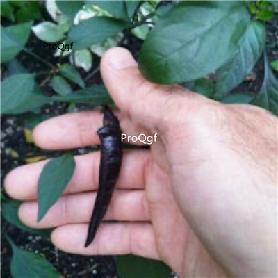 39usd Prodgf 9000Pcs A Set mini black pepper vegetable seed
