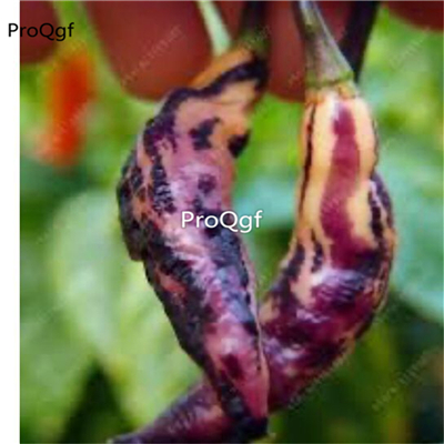 39usd Prodgf 9000Pcs A Set pink tiger pepper vegetable seed
