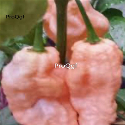39usd Prodgf 9000Pcs A Set jay peach ghost scorpion pepper vegetable seed