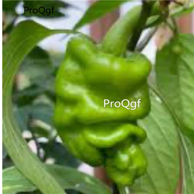 39usd Prodgf 9000Pcs A Set zhoupi screw pepper vegetable seed