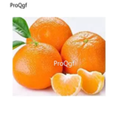 19usd Prodgf 2000Pcs A Set Tangerine Tree  seed