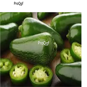 19usd Prodgf 6000Pcs A Set choice Ornamental Pepper